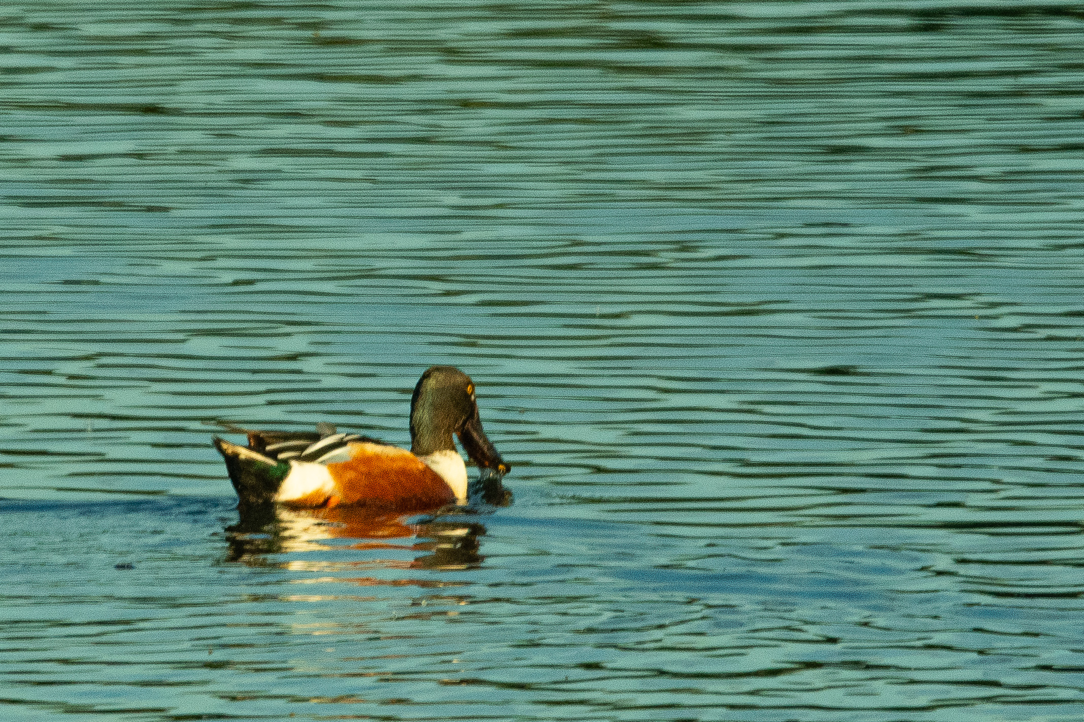 Canard souchet (Northern shoveler, Spatula clypeata), mâle nuptial, Réserve Naturelle de Mont-Bernanchon, Hauts de France.